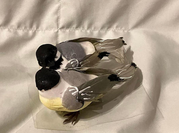 Pair of Gray, Yellow & Black Birds, 4.5