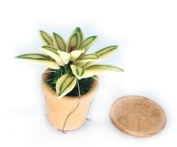 Miniature Variegated Plant Choice
