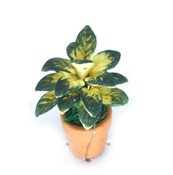 Miniature Variegated Plant Choice