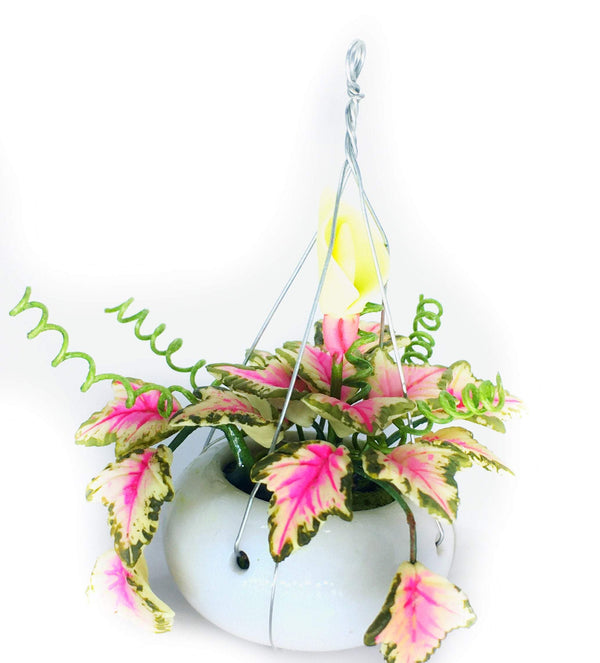 Choice of Hanging Plants in White Ceramic Pots