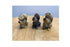 Set of 3 Miniature Squirrels, Fairy Garden Woodland Animal Trio, Squirrel Cake Toppers