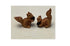 Two Micro Miniature Brown Squirrels