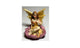Miniature Yellow Wing Fairy Sitting on a Purple Flower