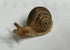 Miniature Brown Snail Figurine, Fairy Garden Snail