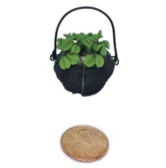 Miniature Green Plant in Black Cauldron