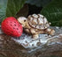 Miniature Turtle with a Strawberry, Tommy the Turtle, Terrarium Micro Mini Turtle